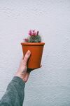手捧盆栽仙人掌
