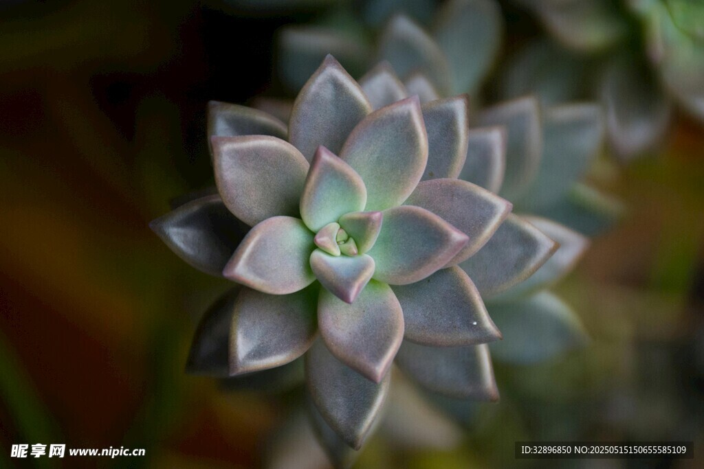 精致多肉植物特写