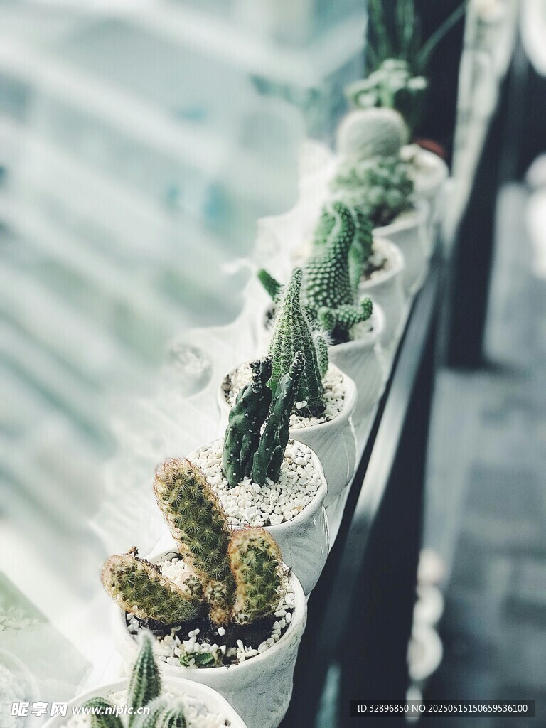 窗台上的可爱多肉盆栽