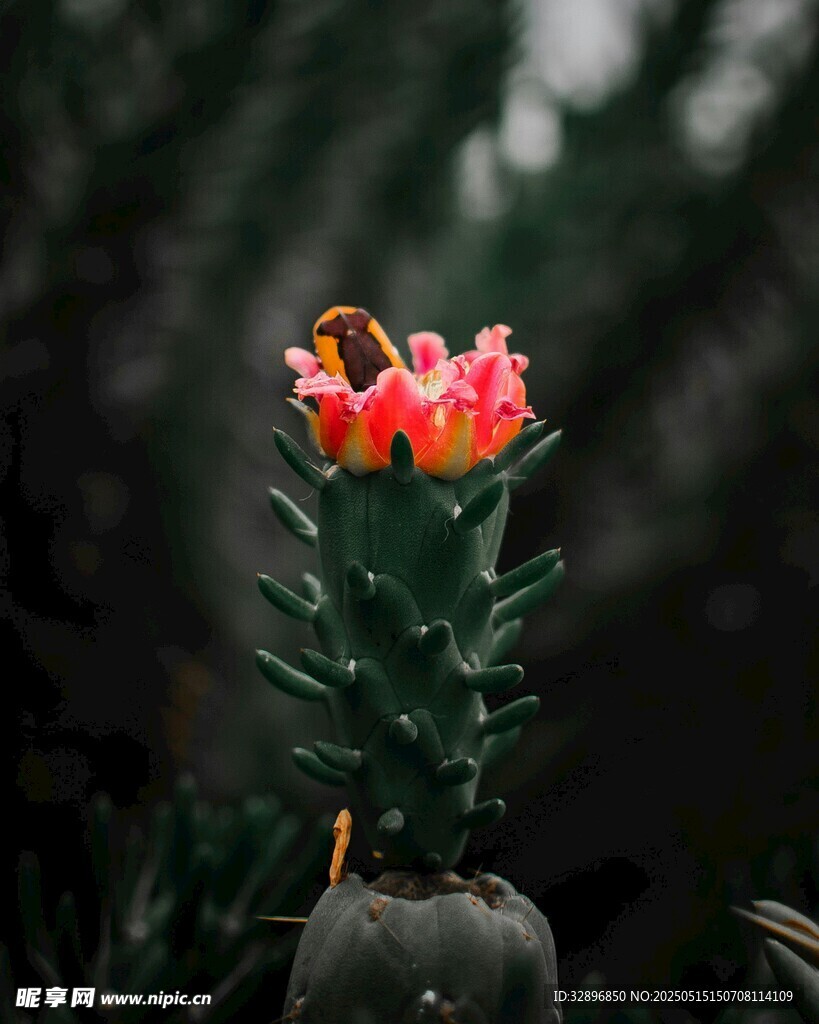 绽放的仙人掌花朵