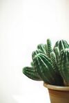 盆栽仙人掌绿意盎然