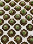 穴盘中的绿植幼苗