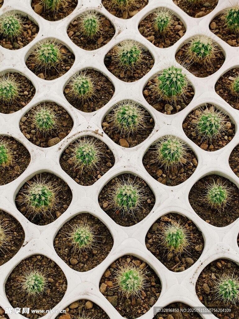 穴盘中的绿植幼苗