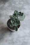 简约风小盆栽绿植特写