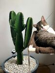 猫咪依偎在仙人掌猫爬架旁