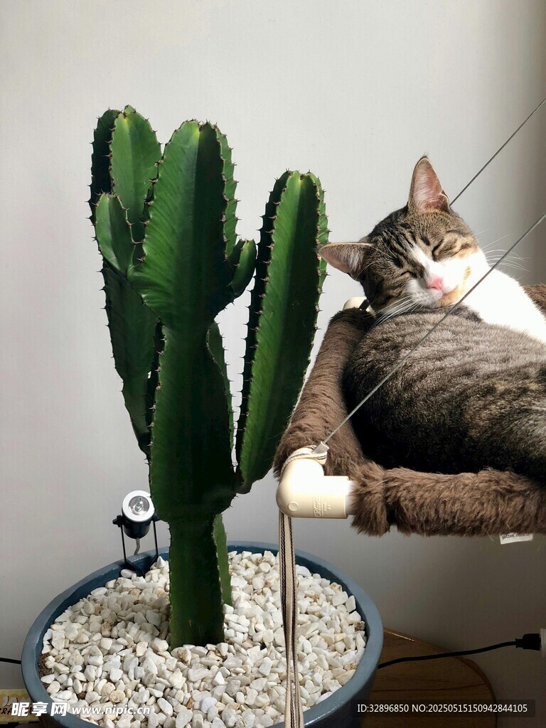猫咪依偎在仙人掌猫爬架旁