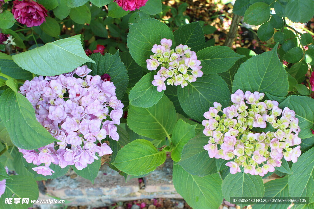 绣球花