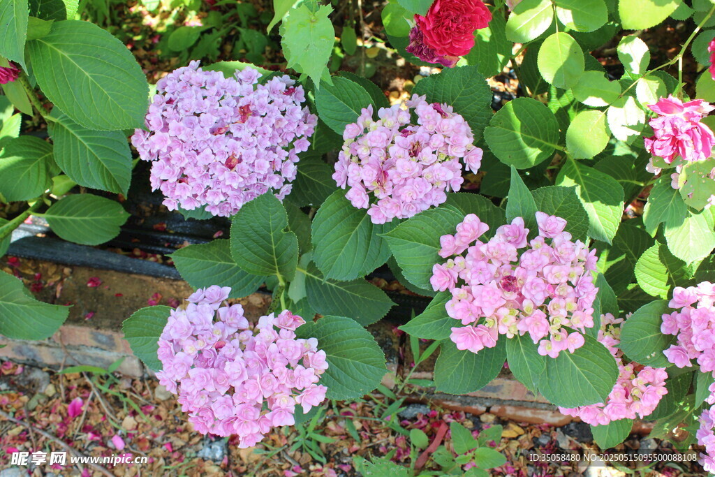 绣球花