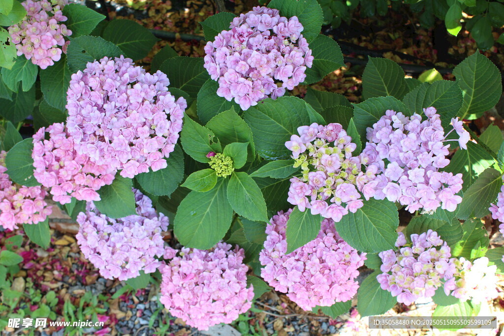 绣球花