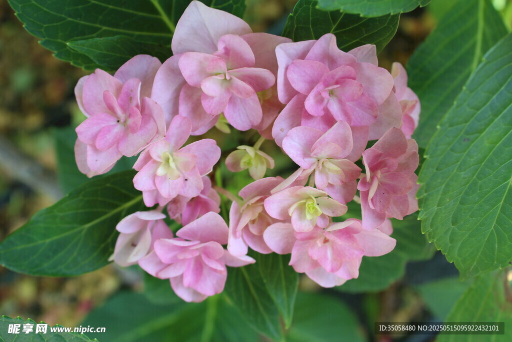 绣球花