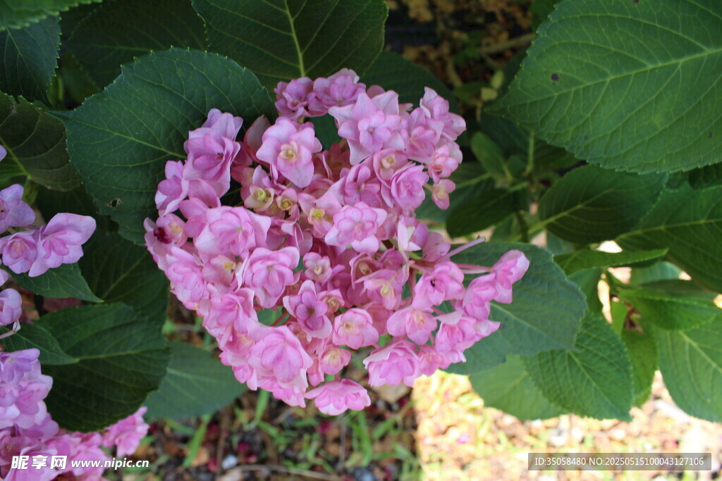 绣球花