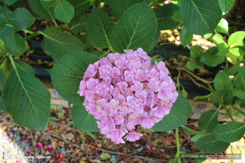 绣球花