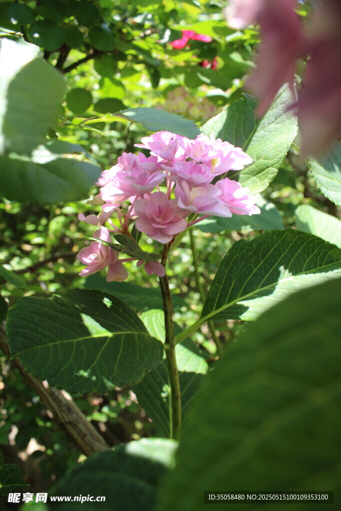 绣球花