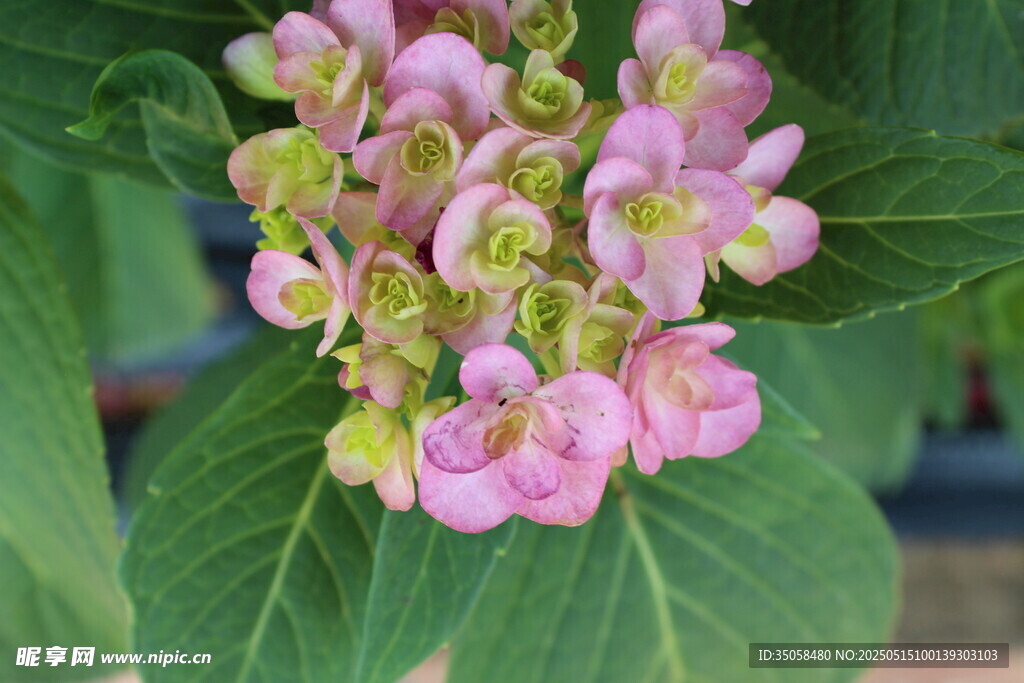 绣球花