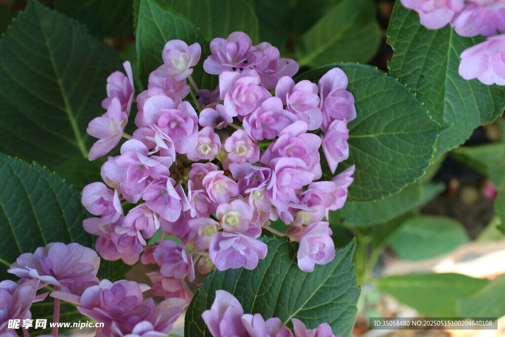 绣球花