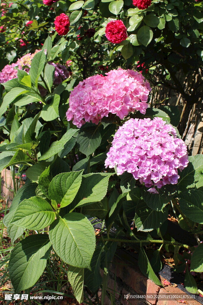 绣球花