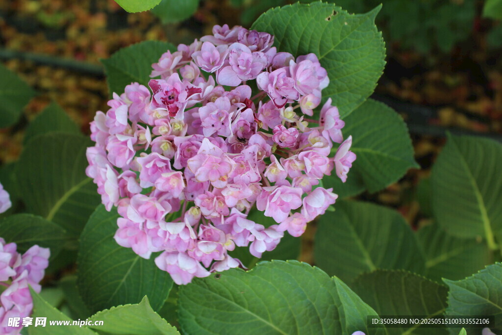 绣球花