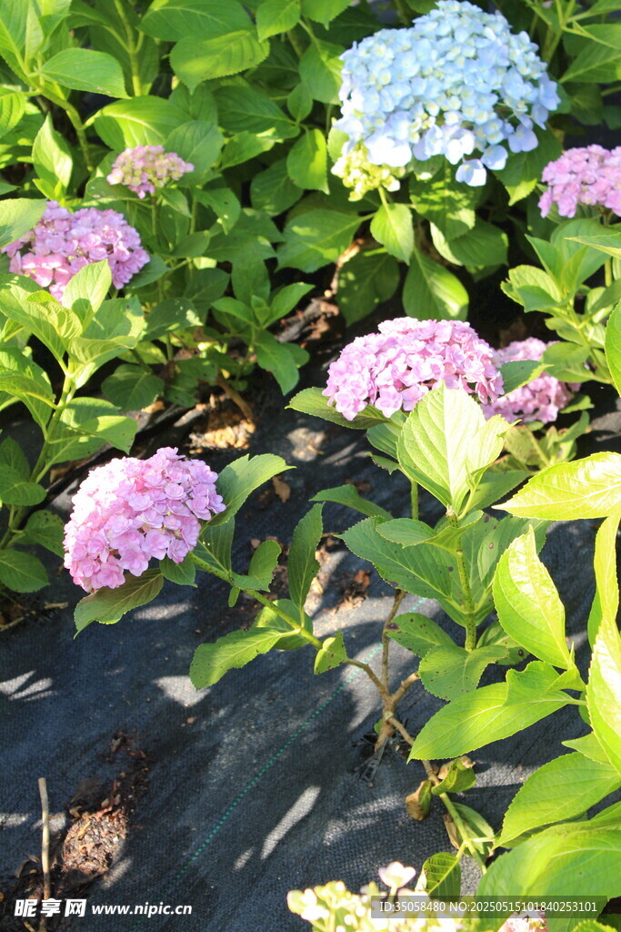 绣球花