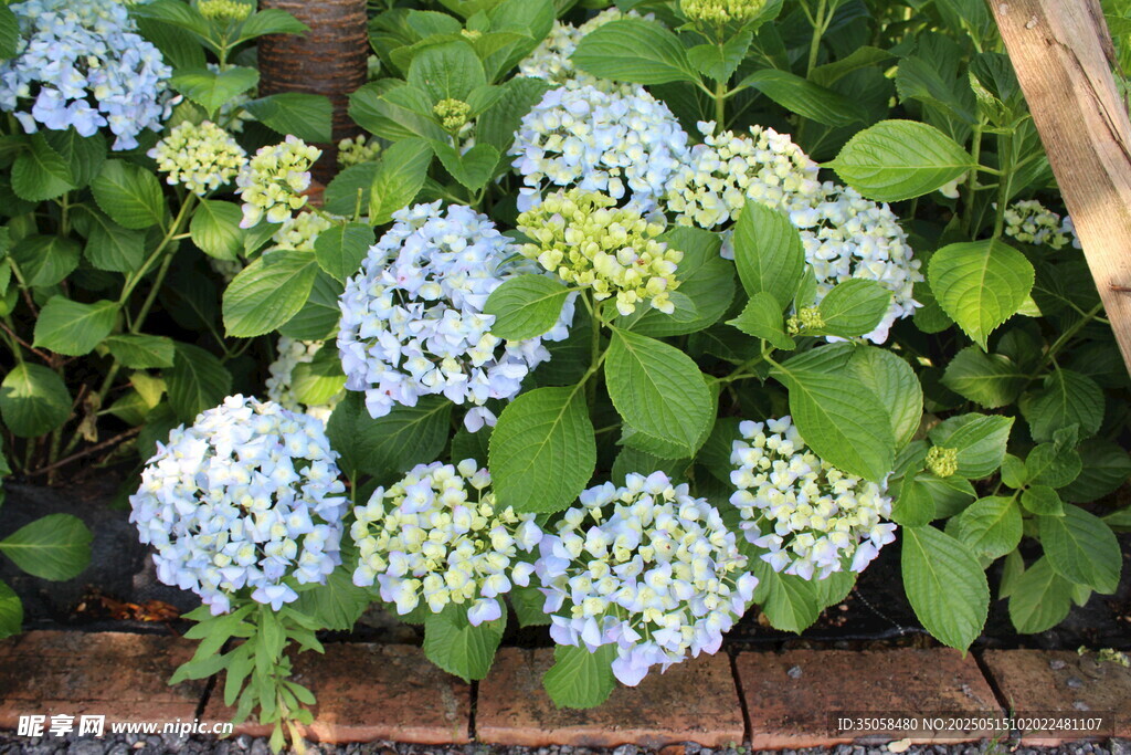 绣球花