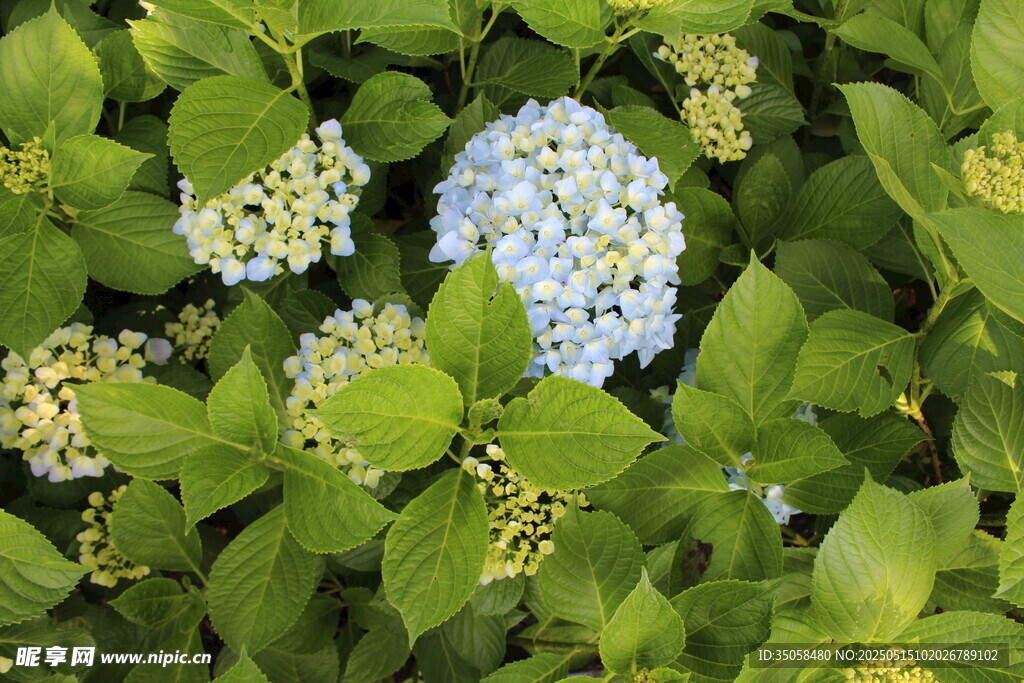 绣球花