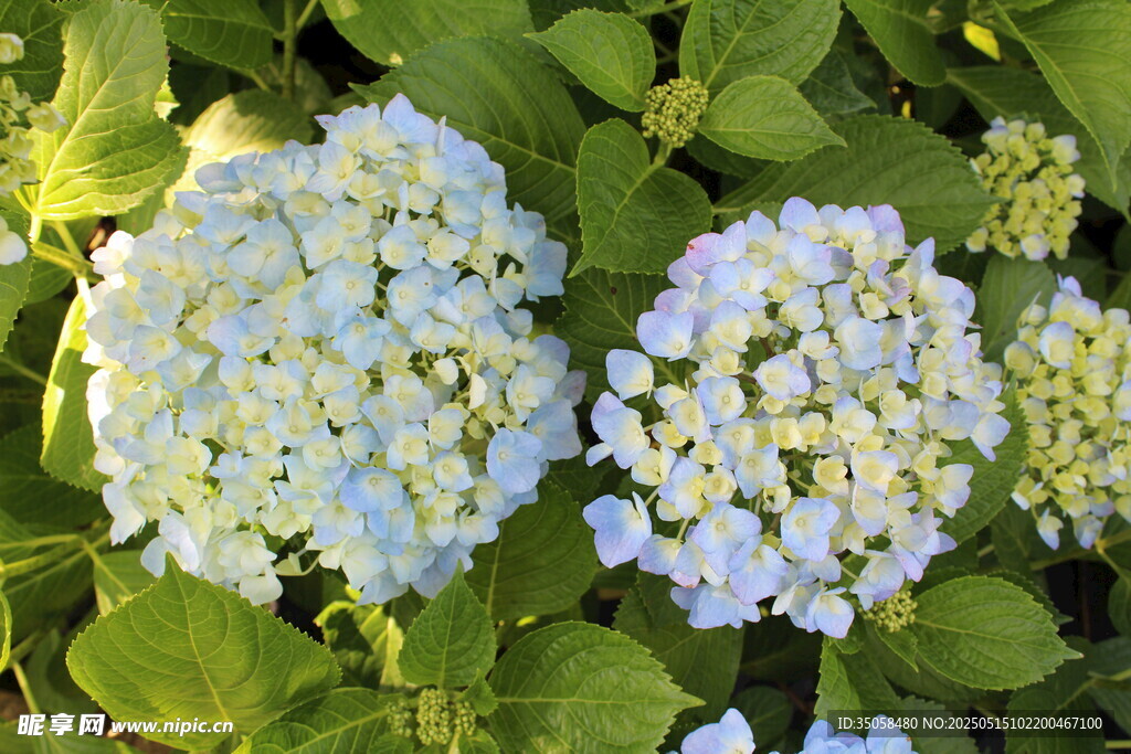 绣球花