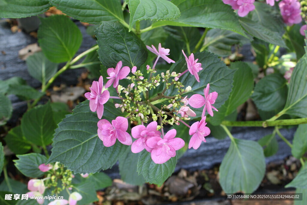 绣球花