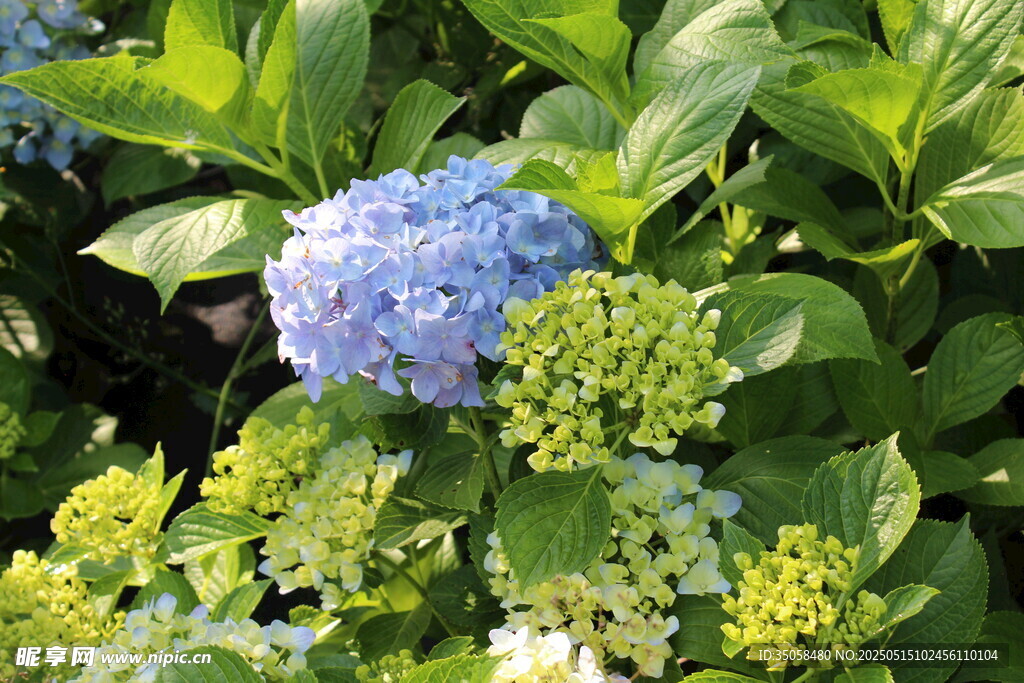 绣球花