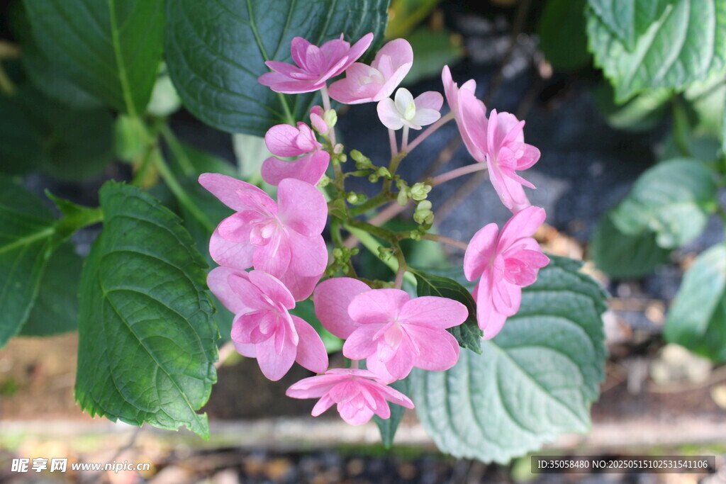 绣球花