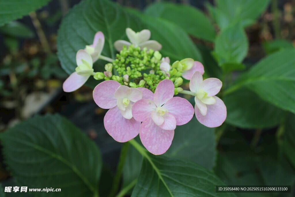 绣球花