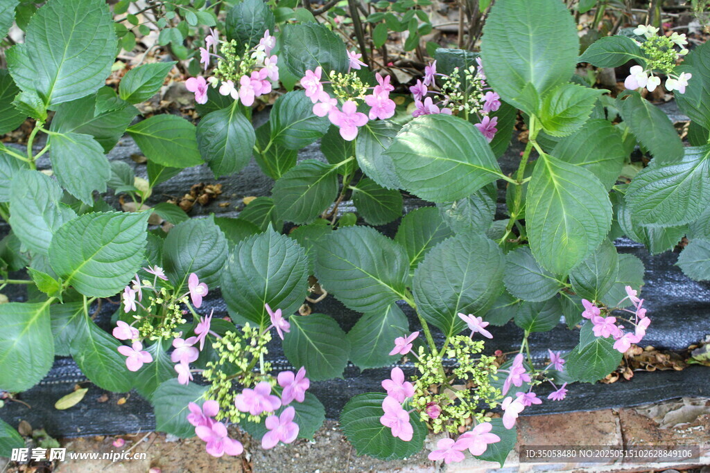绣球花
