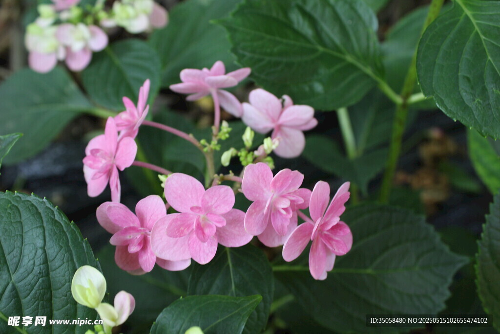 绣球花