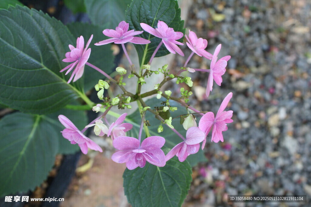 绣球花