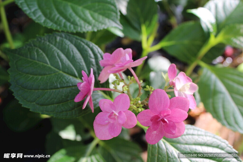 绣球花
