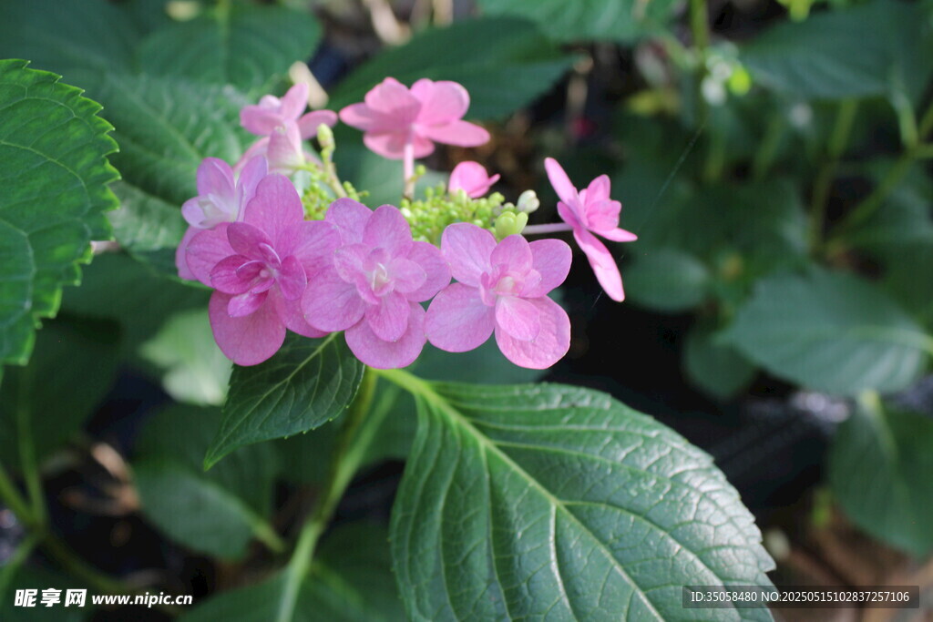 绣球花