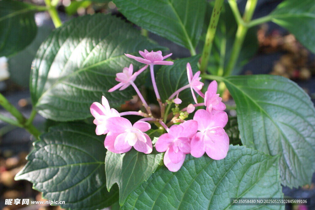 绣球花