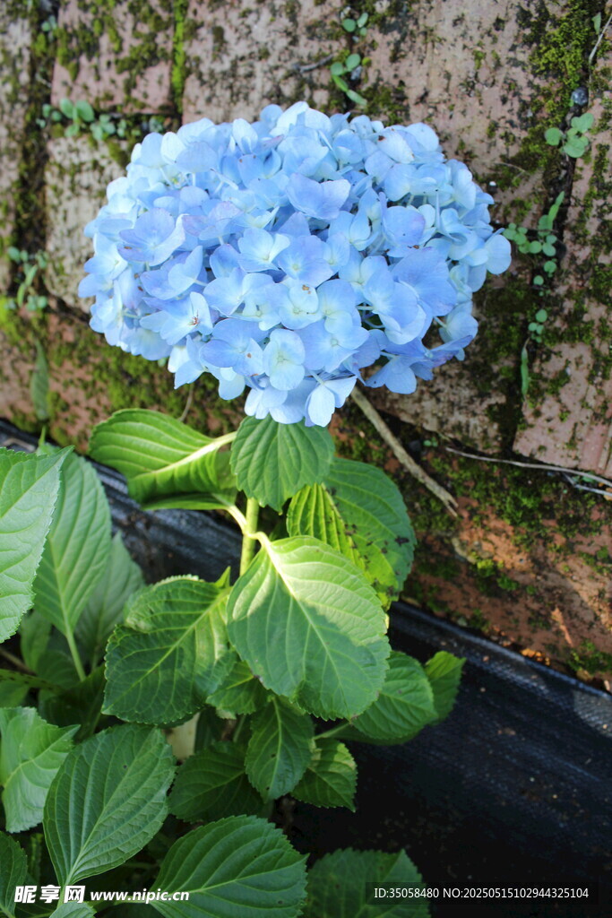 绣球花