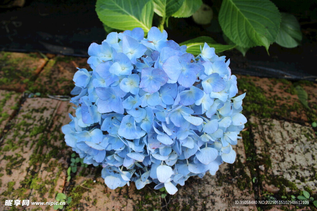 蓝色绣球花特写