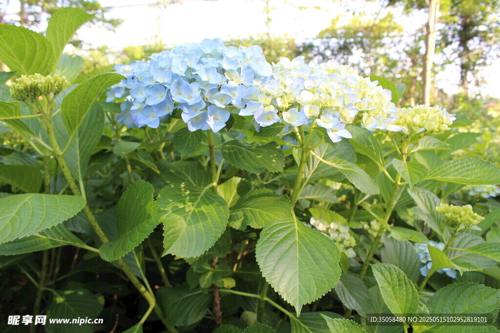 绣球花