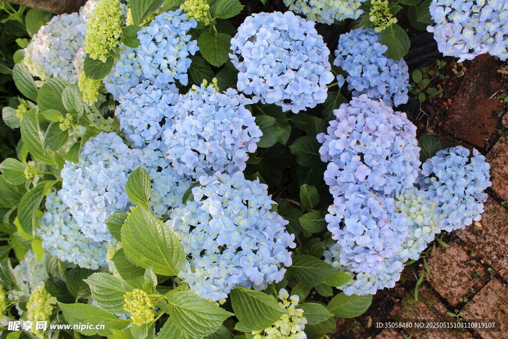 绣球花