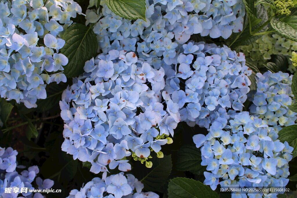 绣球花