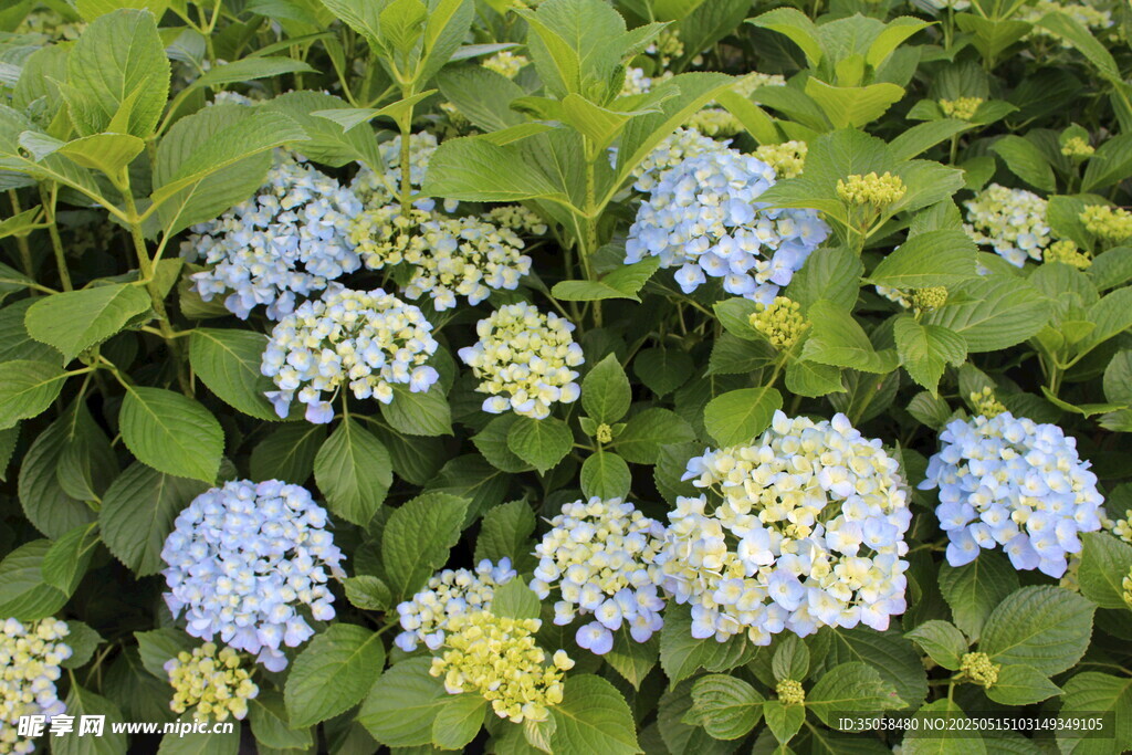 绣球花