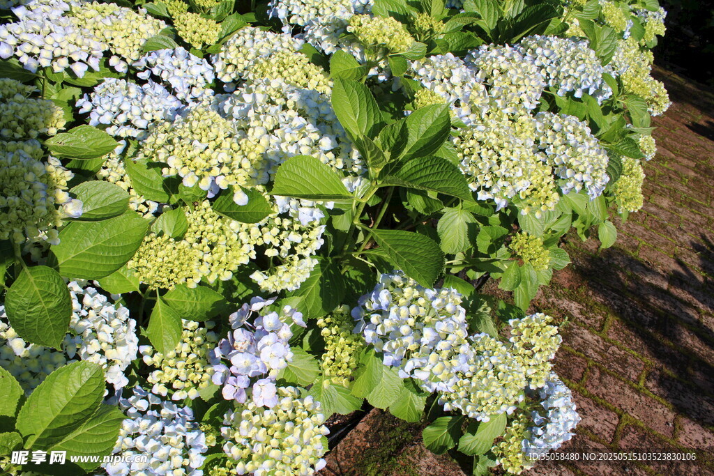 绣球花