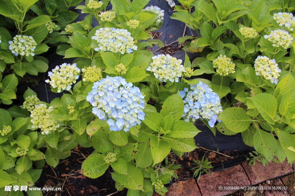 绣球花