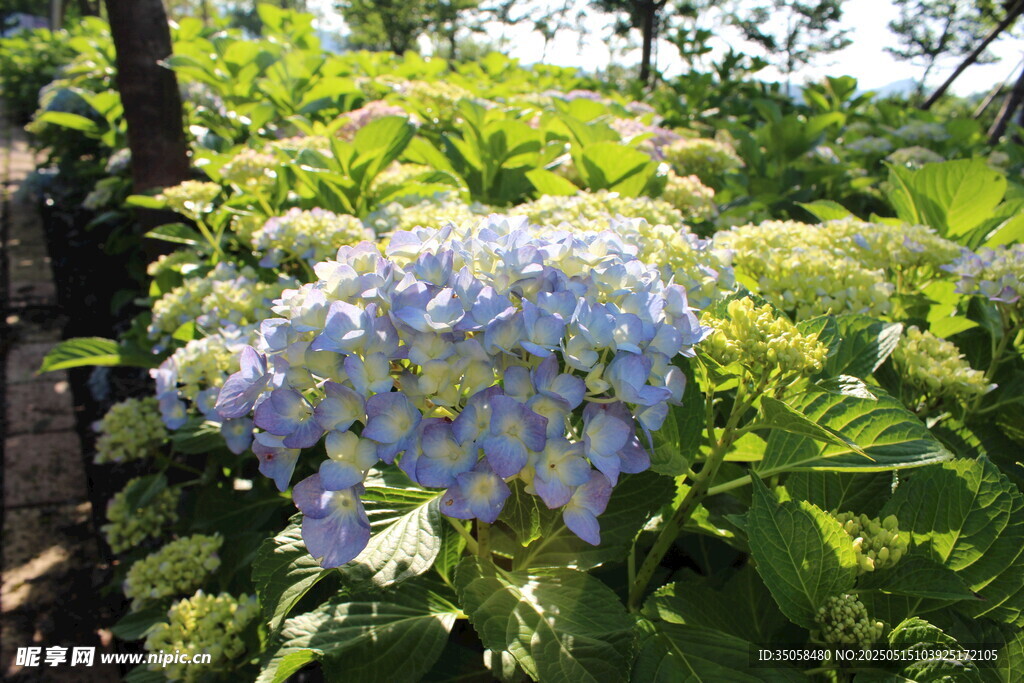 绣球花