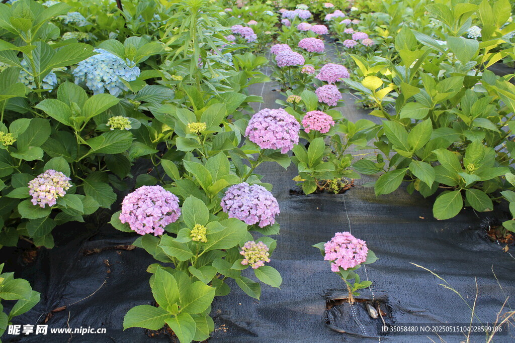 绣球花