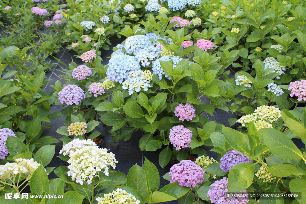 绣球花