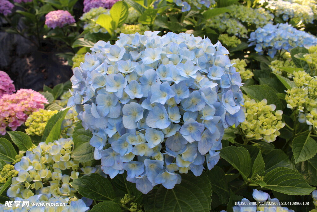 绣球花