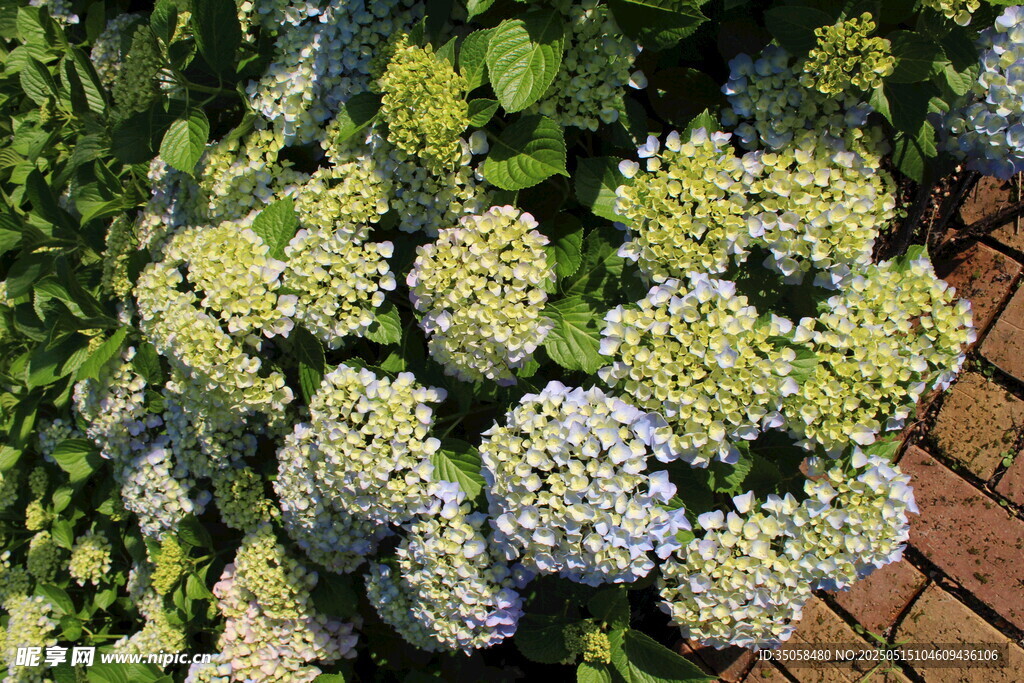 绣球花