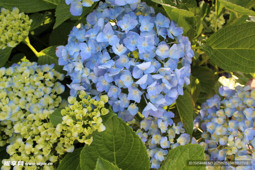 绣球花