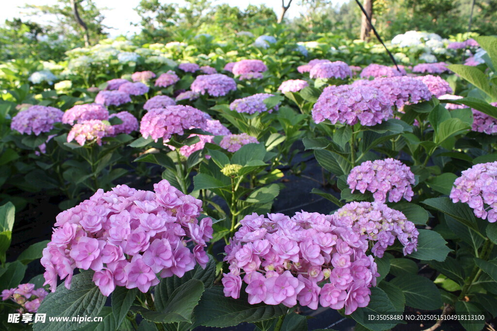绣球花